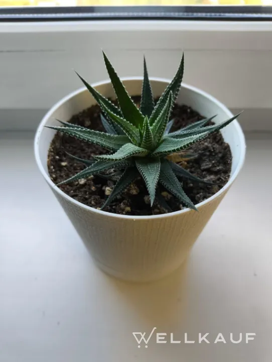 Haworthia gestreift