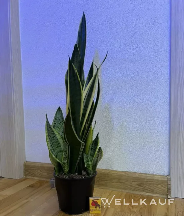 Sansevieria Laurenti