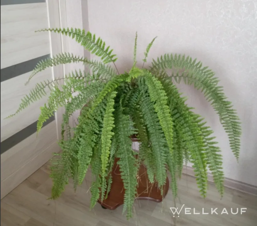 Farn, Nephrolepis