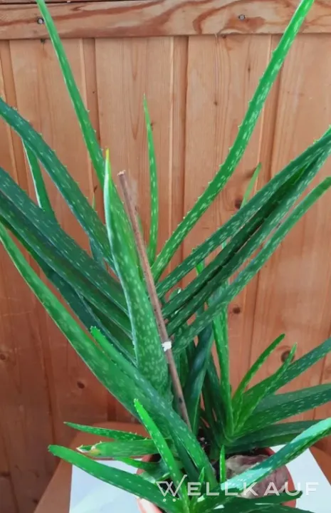 Aloe Vera