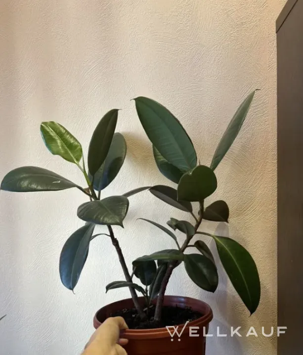 Ficus