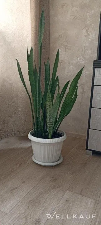 Sansevieria