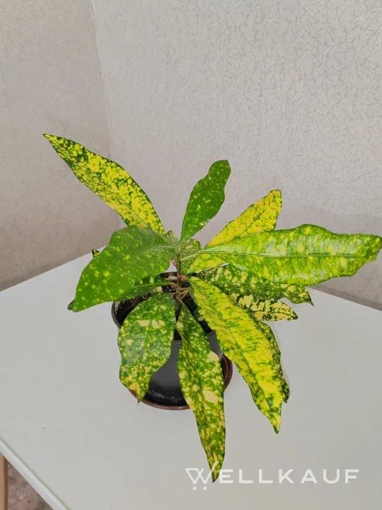 Croton