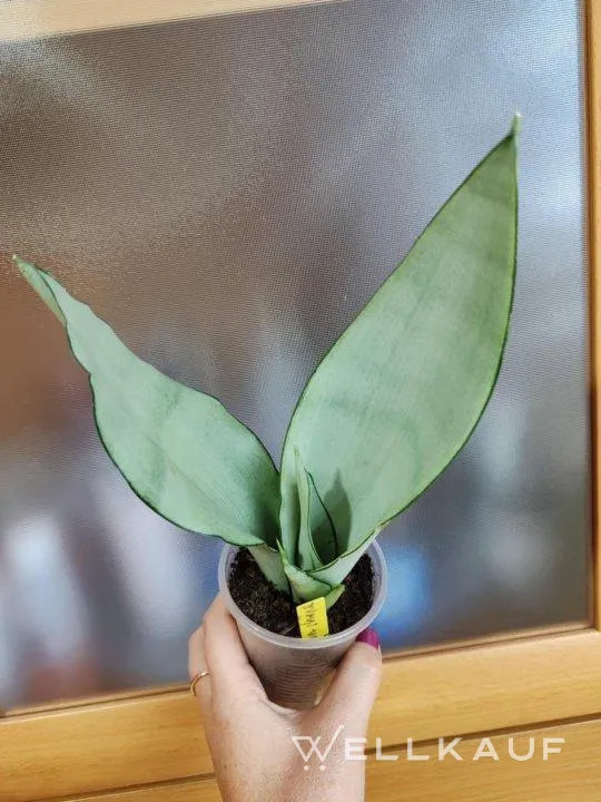 Sansevieria Munshain