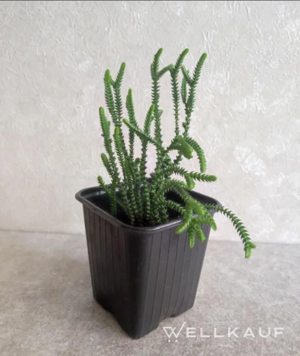 Sukkulenten, Crassula-Moos