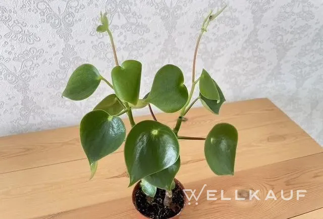 Peperomia reindrop