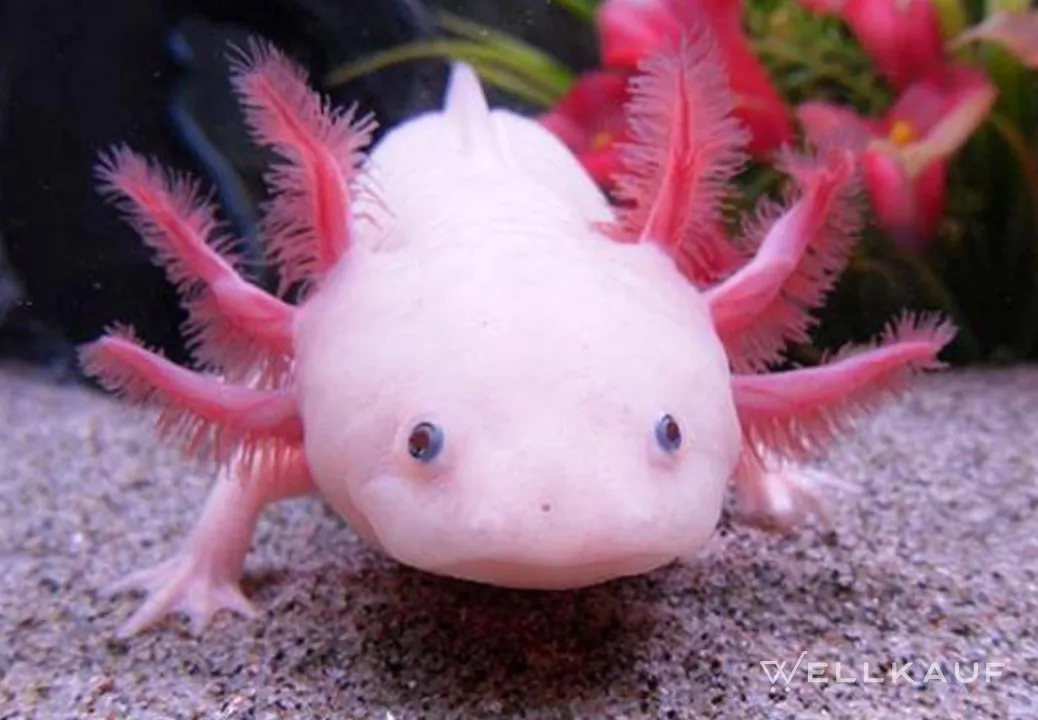 Личинка саламандры аксолотль. Акцилот. Акцилот. Акцилот. Акцилот.