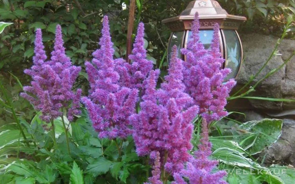 Astilbe-Sämlinge