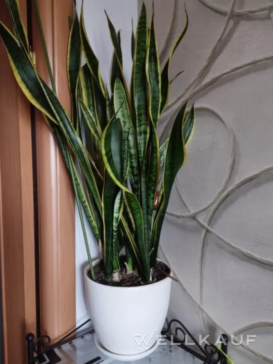 Sansevieria