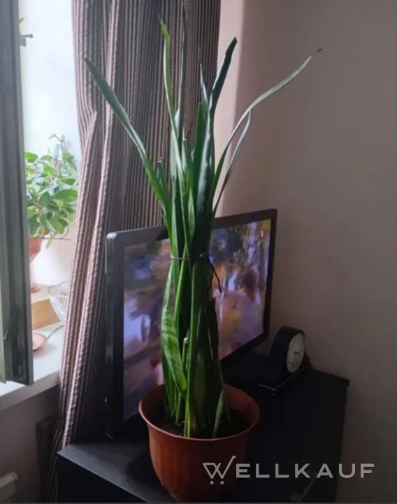 Sansevieria