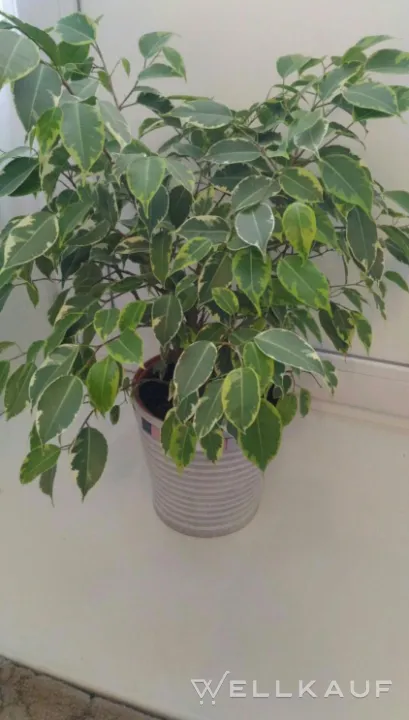 Ficus