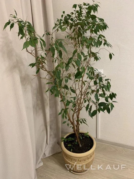 Benjamin Ficus