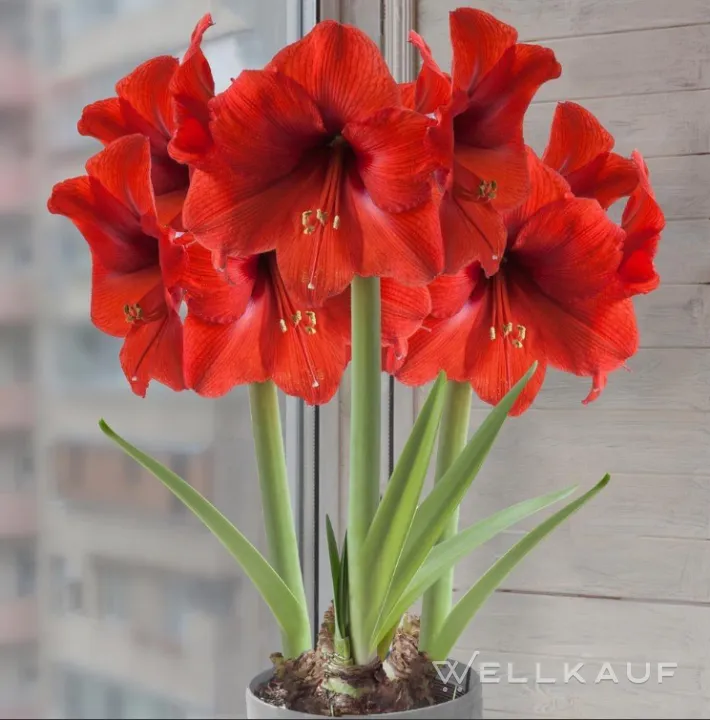 Hippeastrum