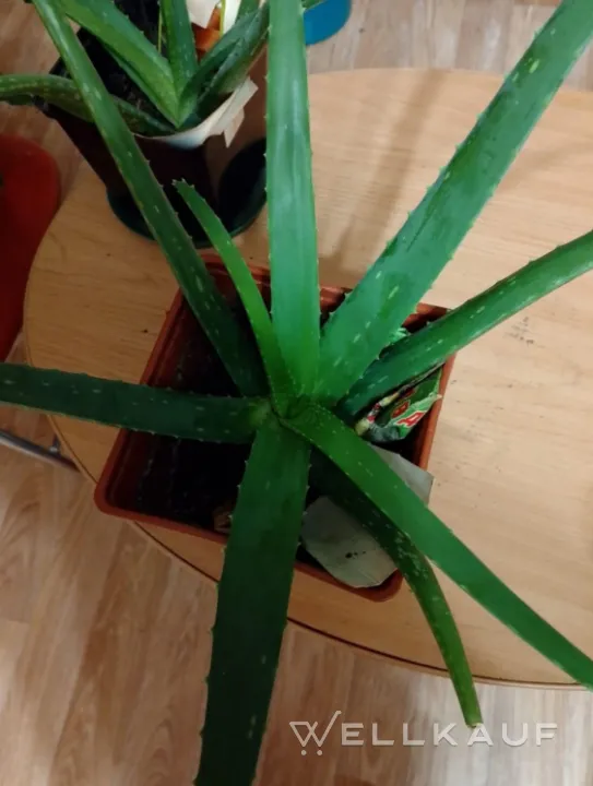 ALOE „VERA“