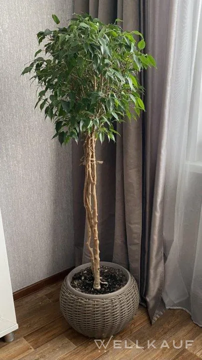 Benjamin ficus