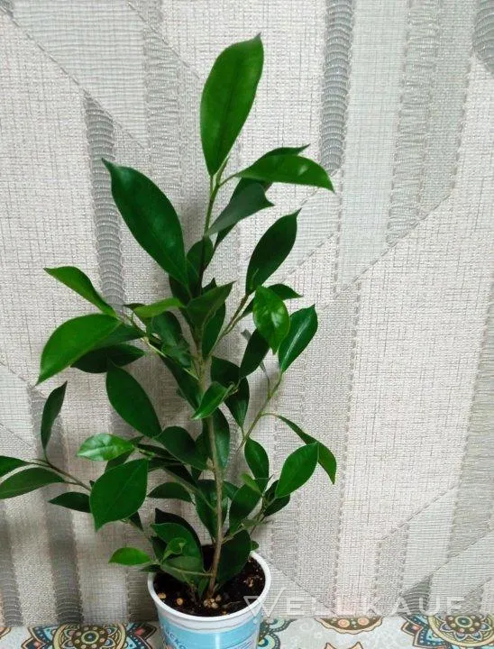 Mikrokarp Ficus