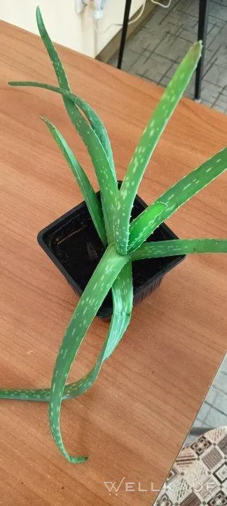 Aloe Vera