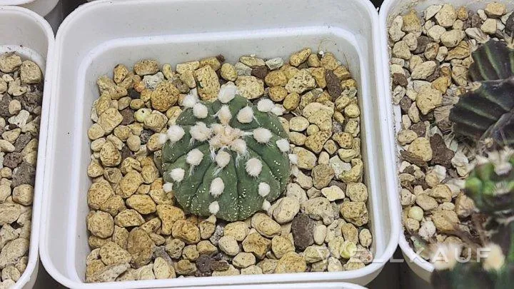 Astrophytum