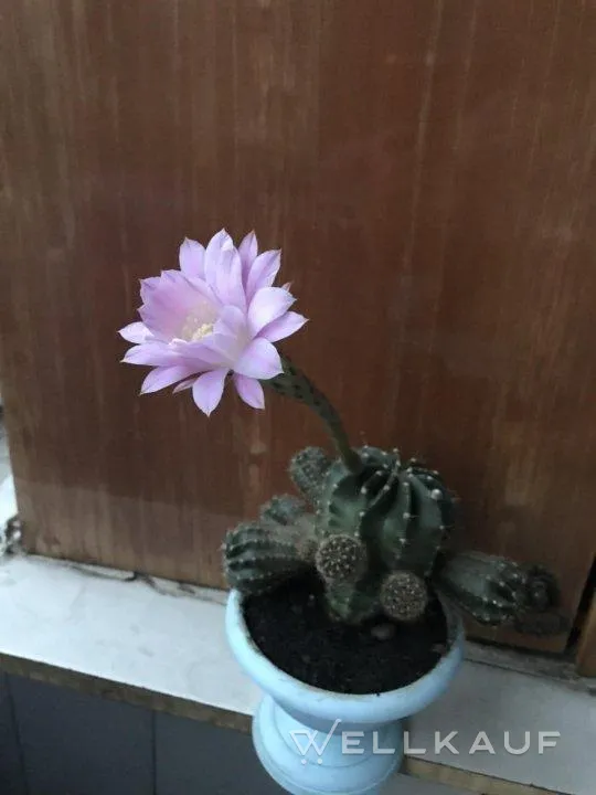 Kaktus echinopsis