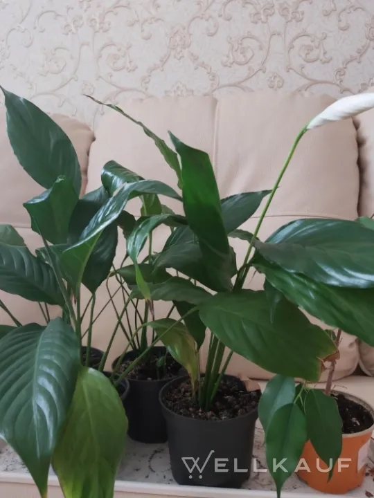 Spathiphyllum