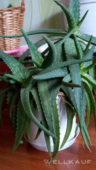 Aloe Vera (Sprossen)