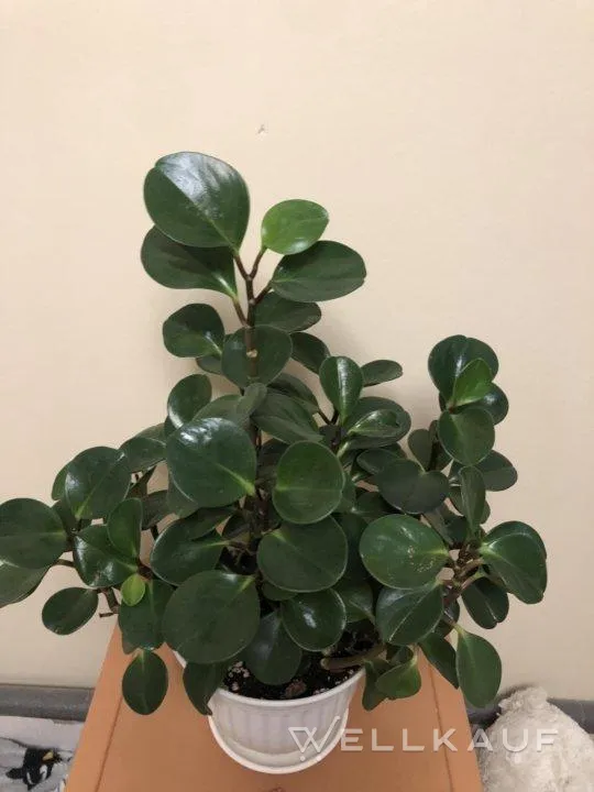 Peperomia ist tupolistisch