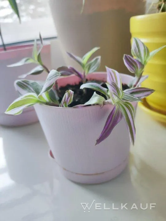 Tradescantia im Topf