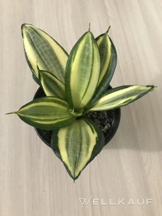 Sansevieria