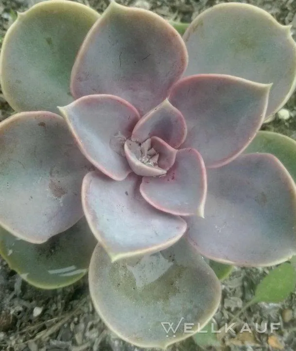 Echeveria