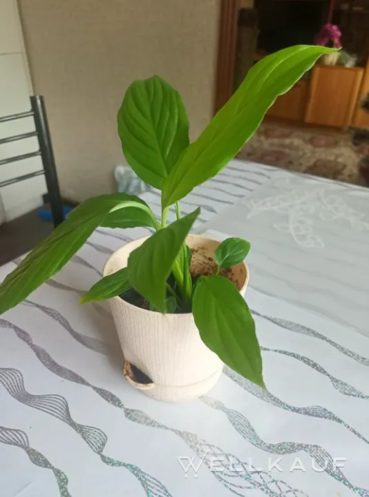 Spathiphyllum