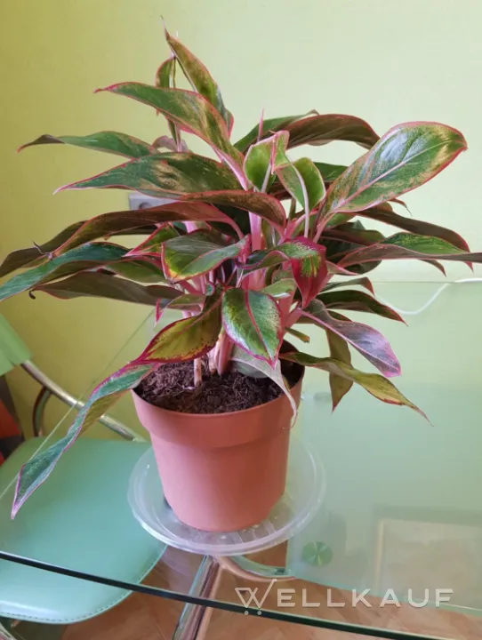 Aglaonema Pinky Rot