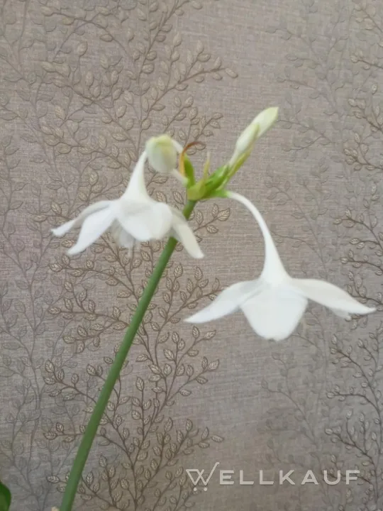 Eucharis