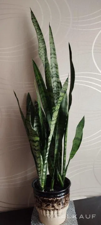 Sansevieria