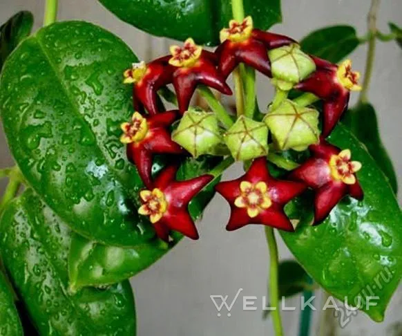 Hoya Ziliata