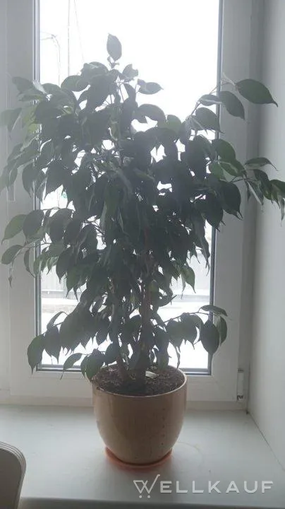 Benjamin ficus