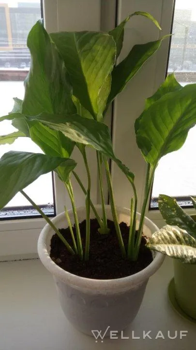 Spathiphyllum