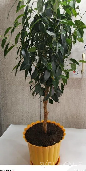 Ficus Benjamin