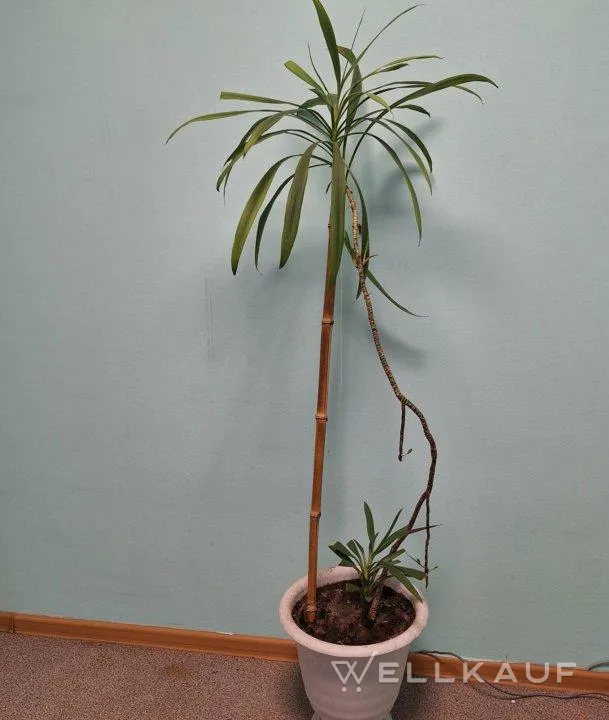 Drachenbaum