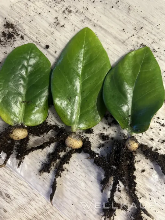 Zamioculcas-Blatt