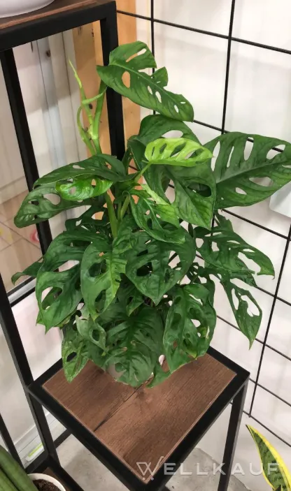 Monstera Adansoni