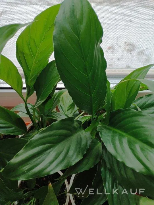 Spathiphyllum