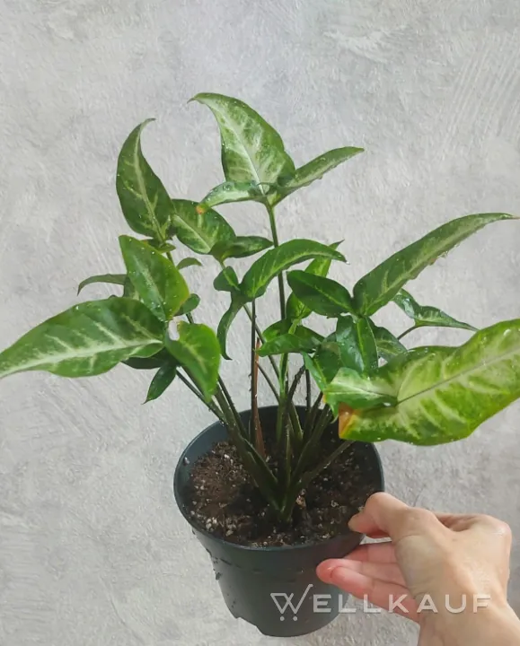 Syngonium