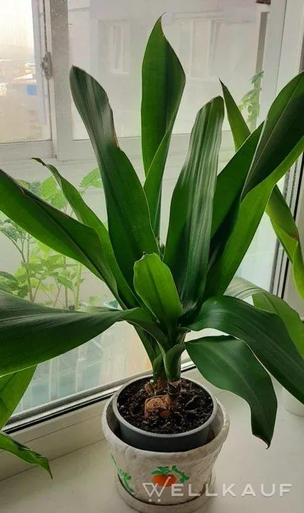 Die Dracaena-Palme