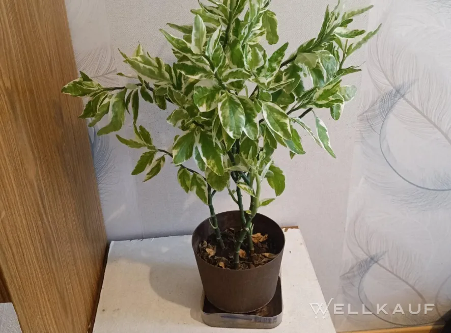 Pedilanthus