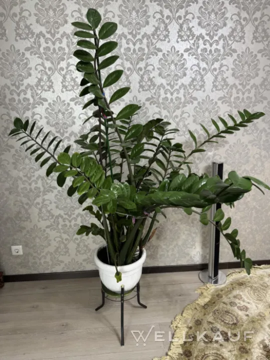 Zamioculcas
