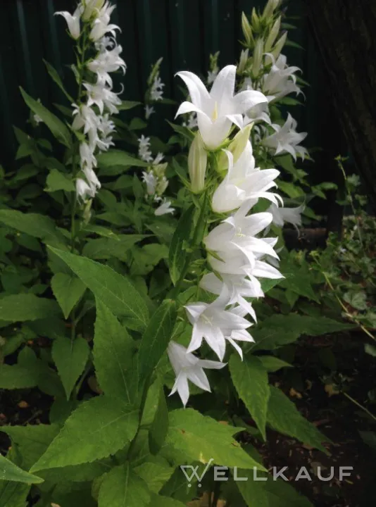 Breitblättrige Glockenblume