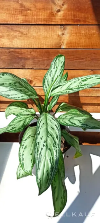 Aglaonema Silberkönigin