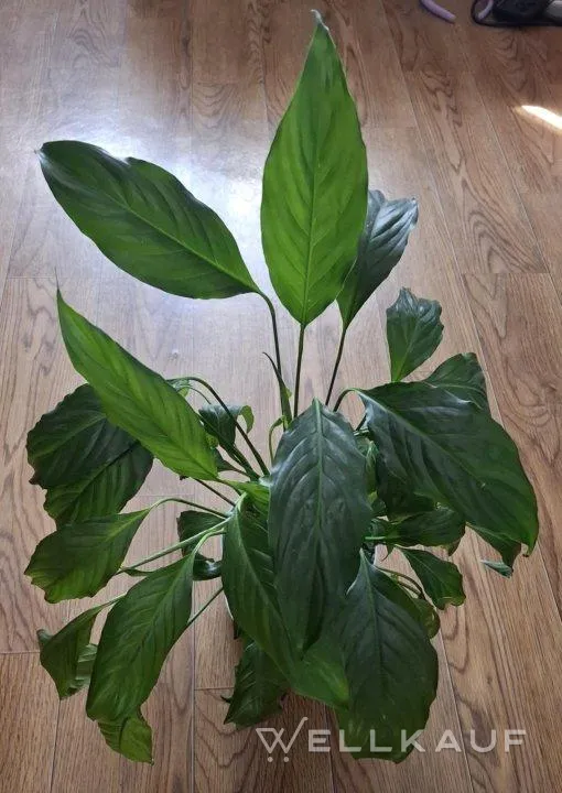 Spathiphyllum