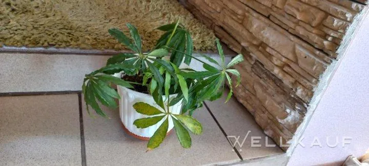 Anthurium, seziert