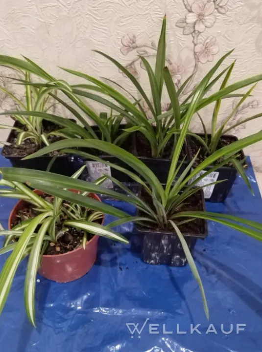 Chlorophytum